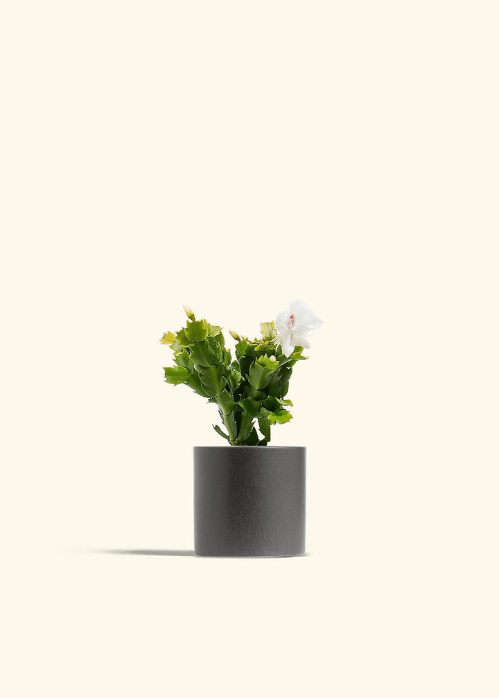 White Christmas Cactus