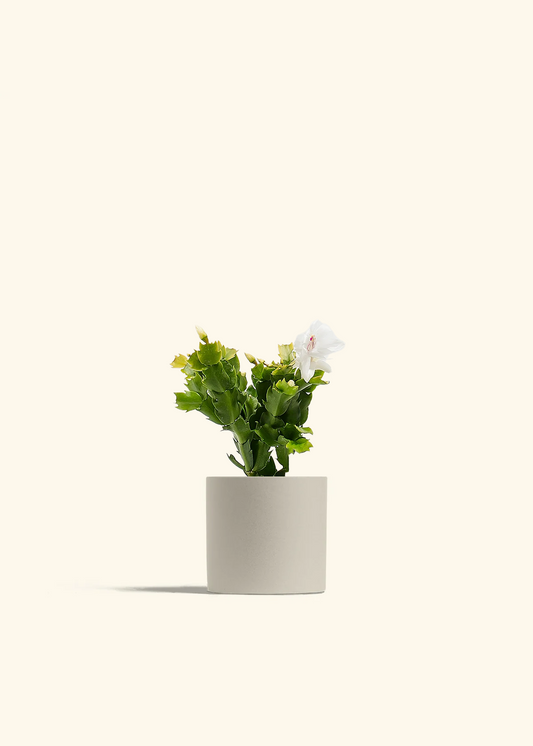 White Christmas Cactus, Small