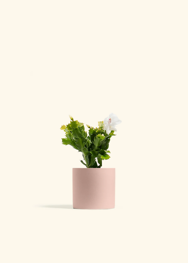 White Christmas Cactus