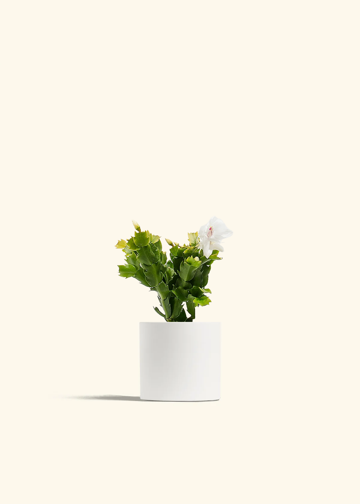 White Christmas Cactus, Small