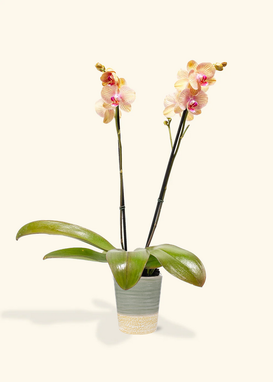 Arcadia Phalaenopsis Orchid