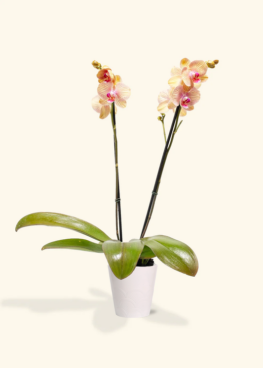 Arcadia Phalaenopsis Orchid