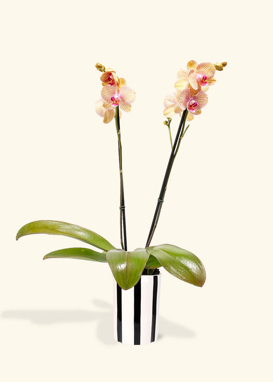 Arcadia Phalaenopsis Orchid