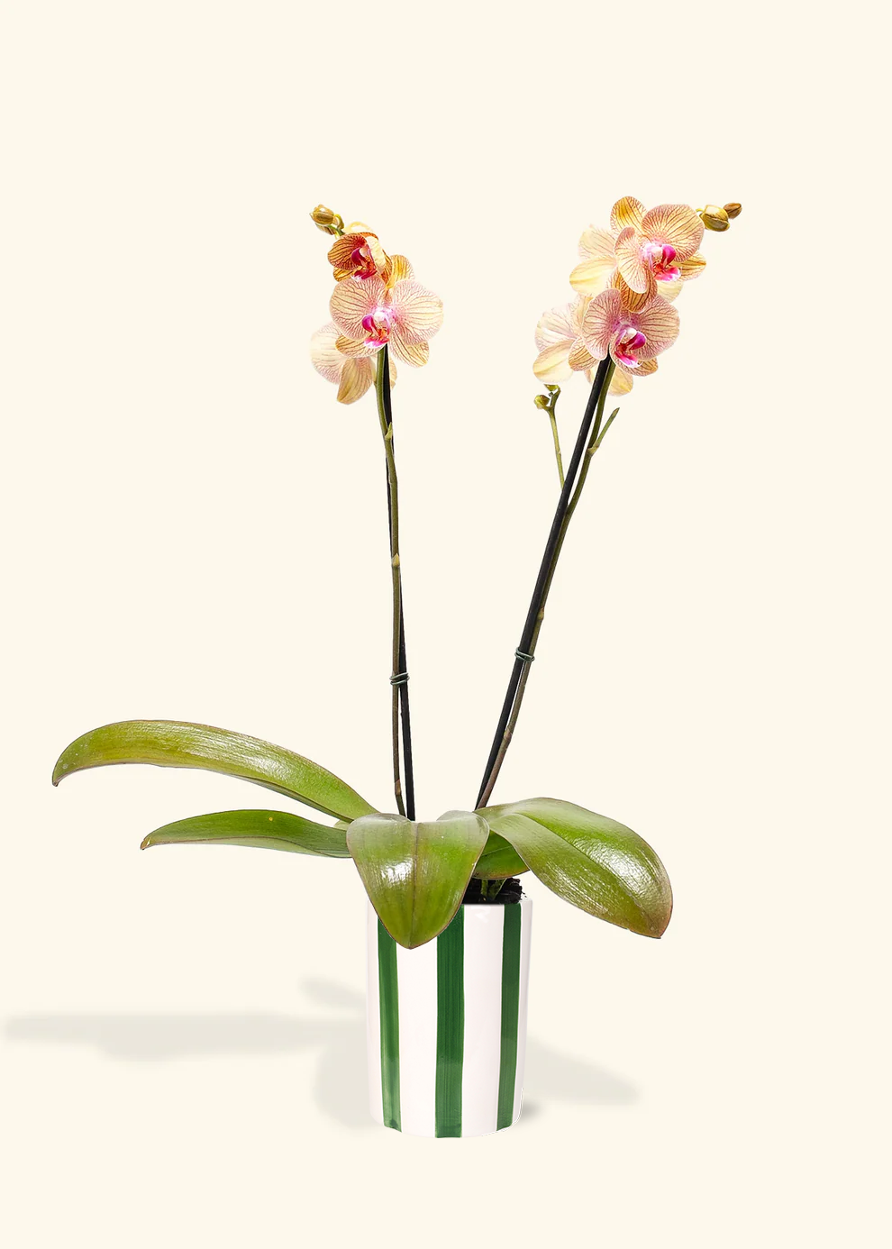 Arcadia Phalaenopsis Orchid