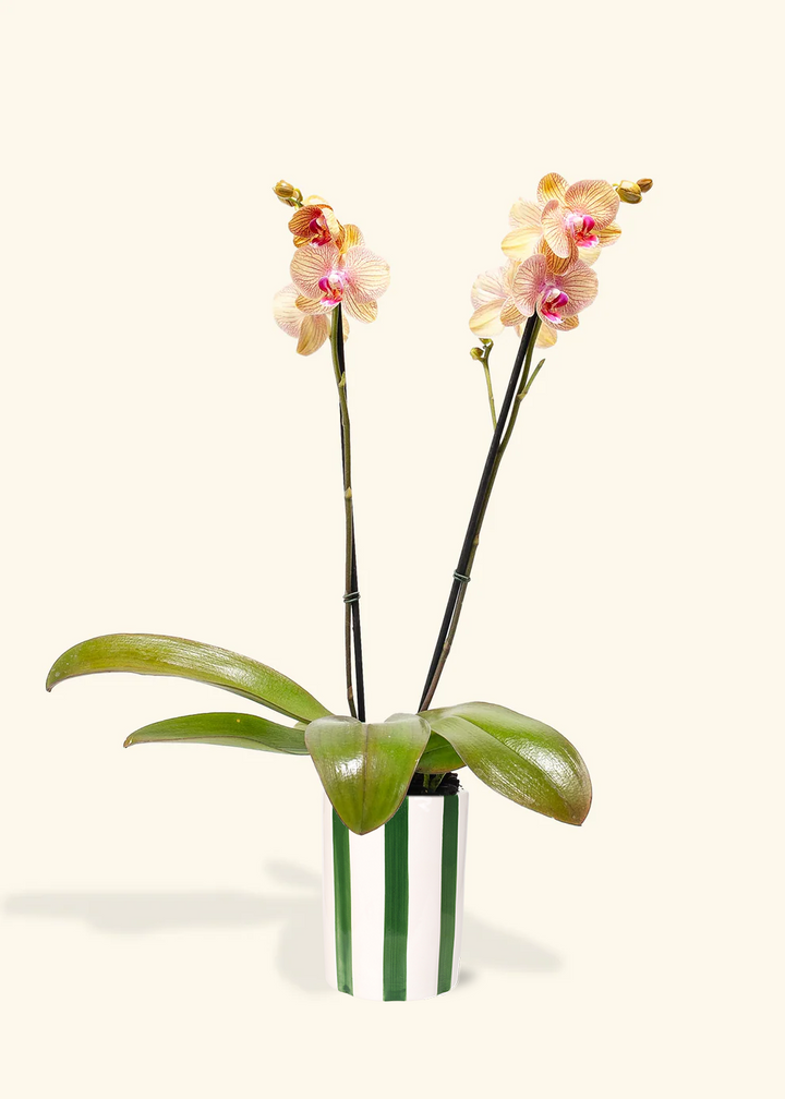 Arcadia Phalaenopsis Orchid