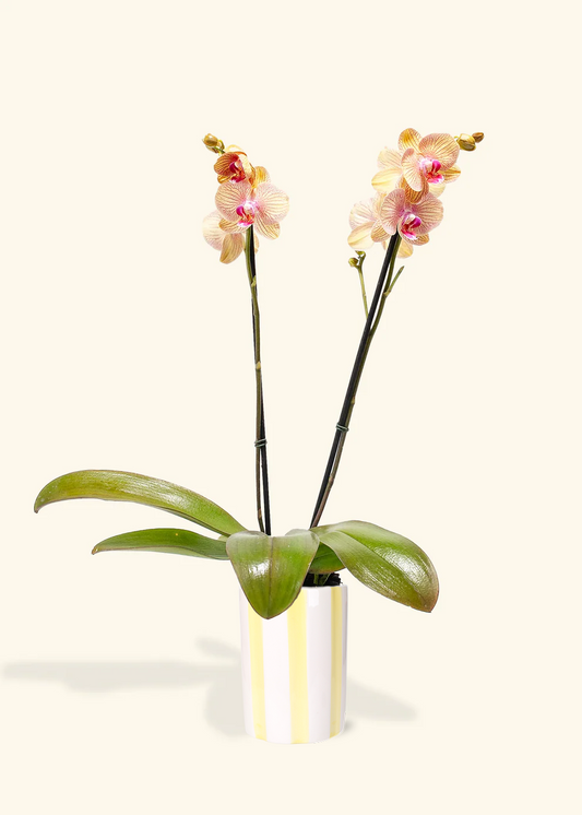 Arcadia Phalaenopsis Orchid