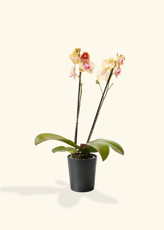 Arcadia Phalaenopsis Orchid, Medium