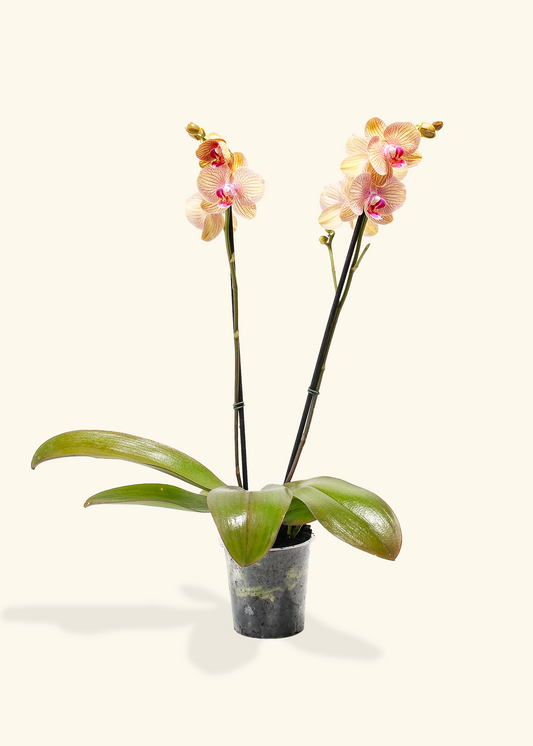 Arcadia Phalaenopsis Orchid, Medium