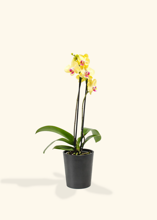 Yellow Orchid, Medium
