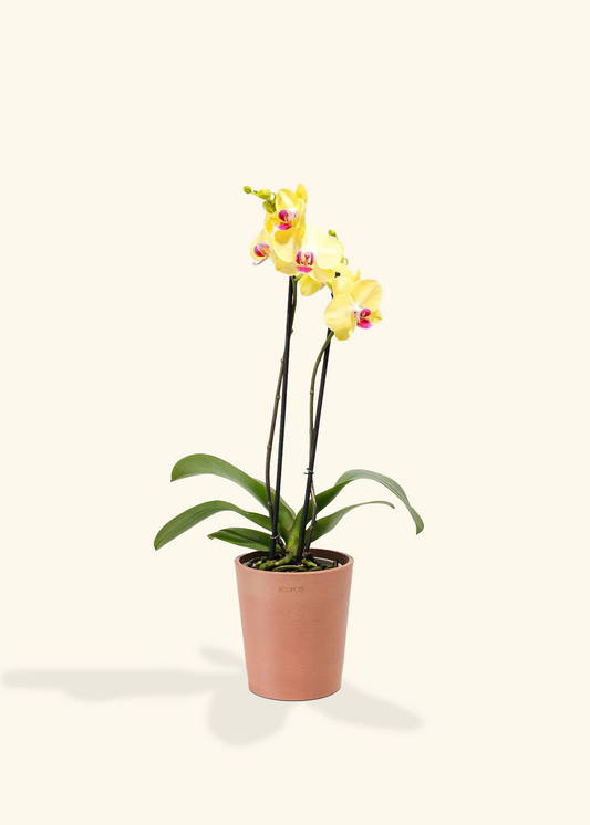 Yellow Orchid, Medium