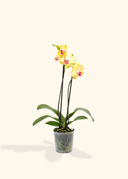 Yellow Orchid, Medium