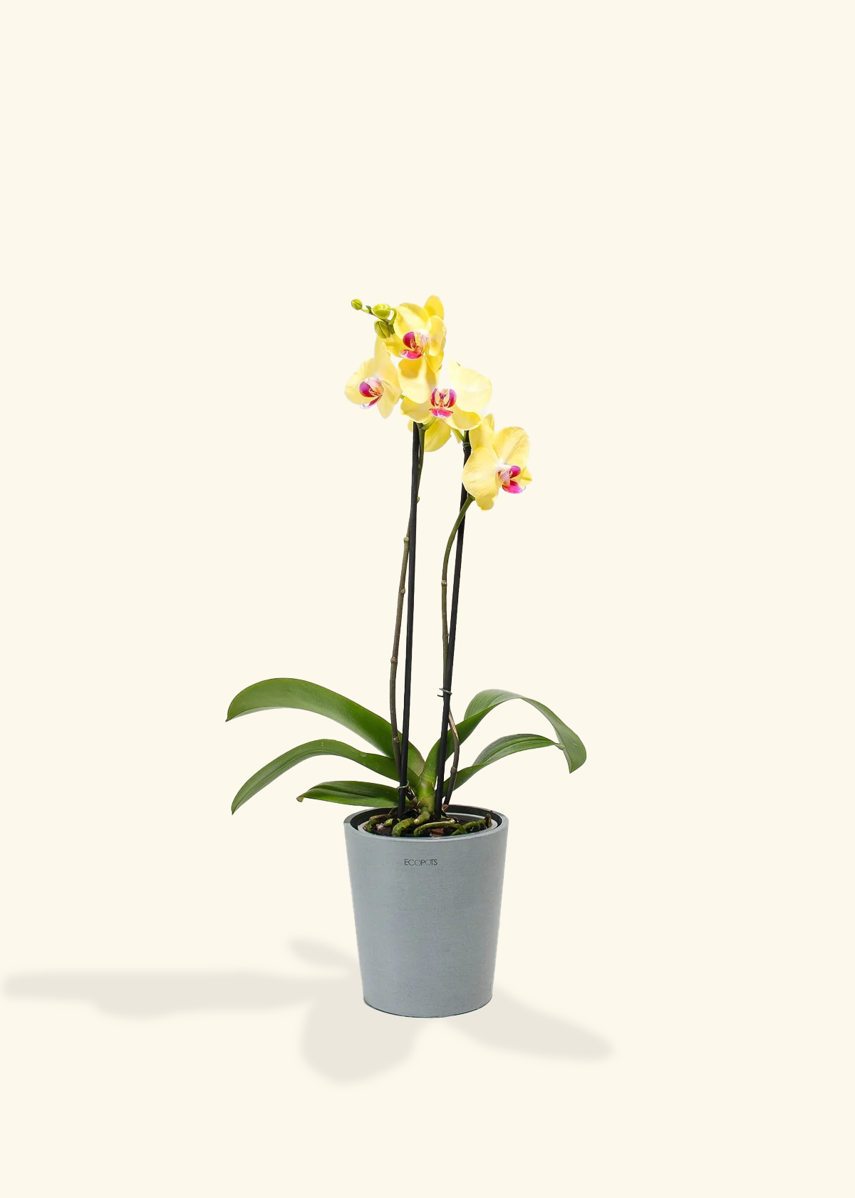 Yellow Orchid, Medium