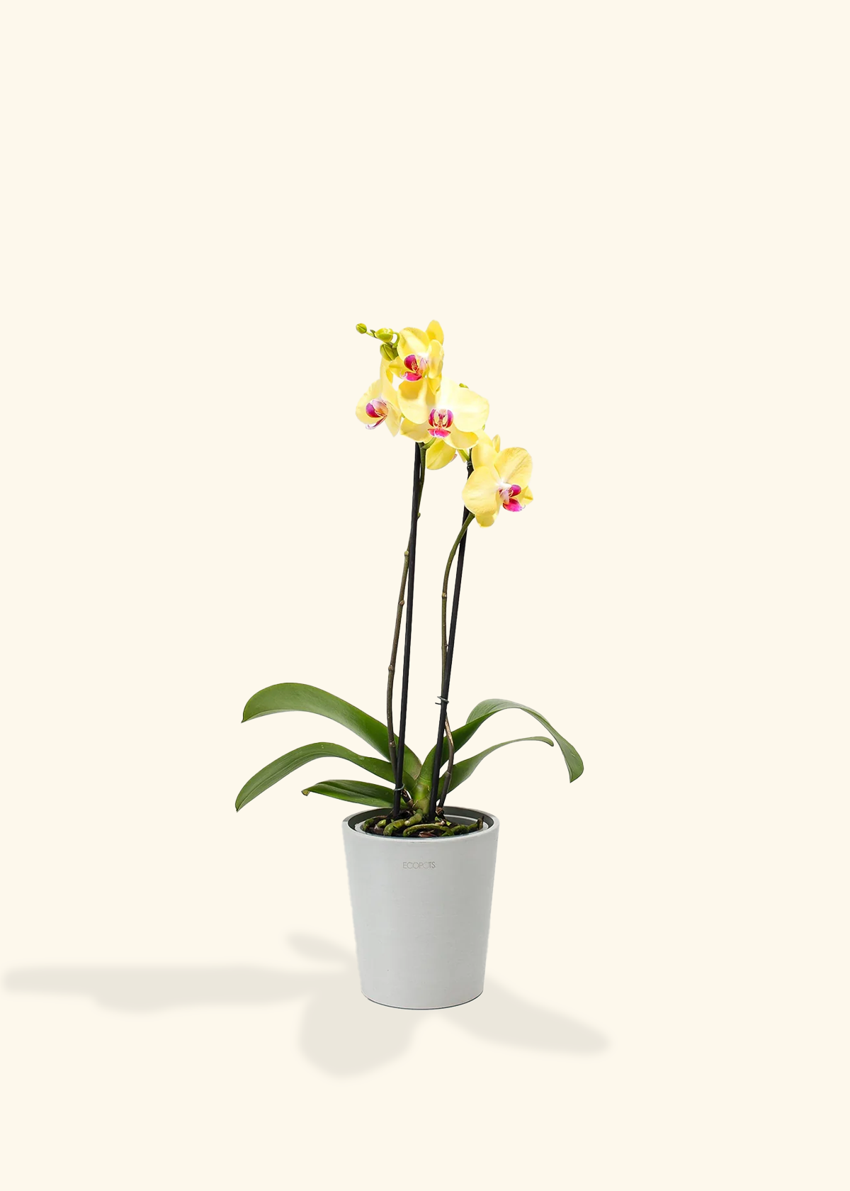 Yellow Orchid, Medium
