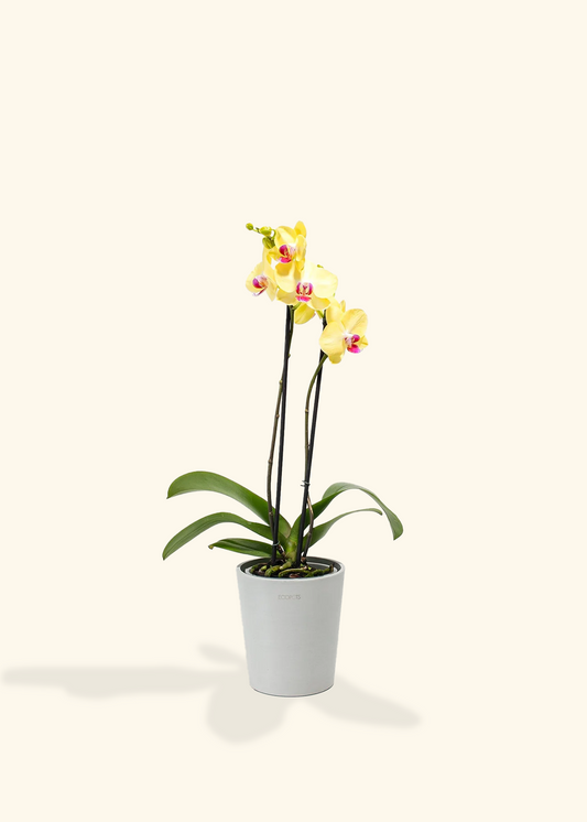 Yellow Orchid, Medium