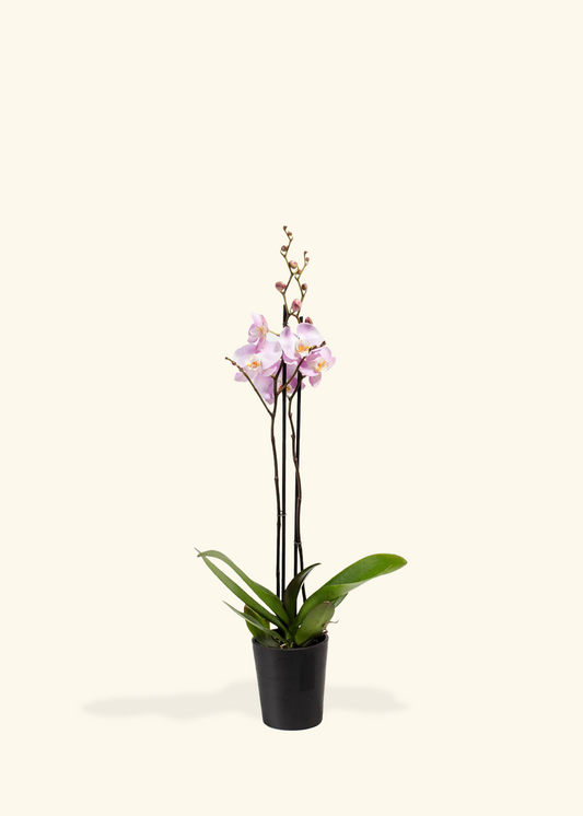 Light Pink Orchid, Medium