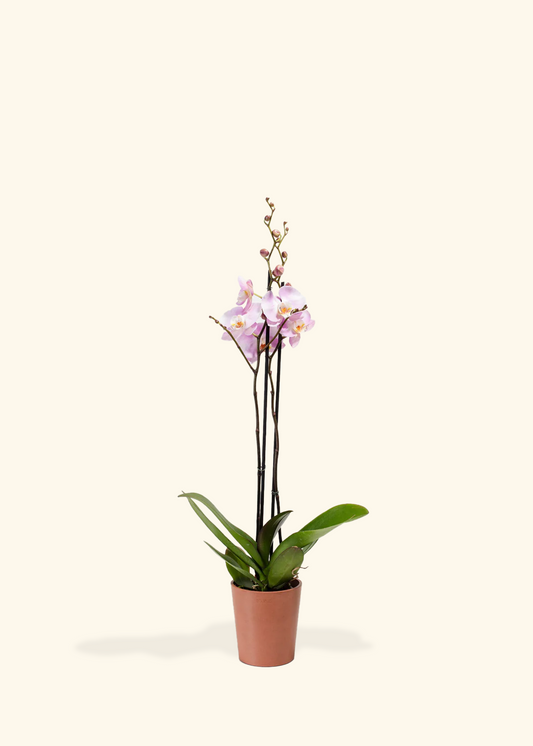 Light Pink Orchid, Medium