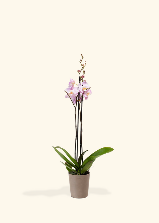 Light Pink Orchid, Medium