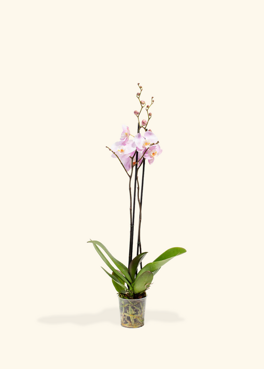 Light Pink Orchid, Medium
