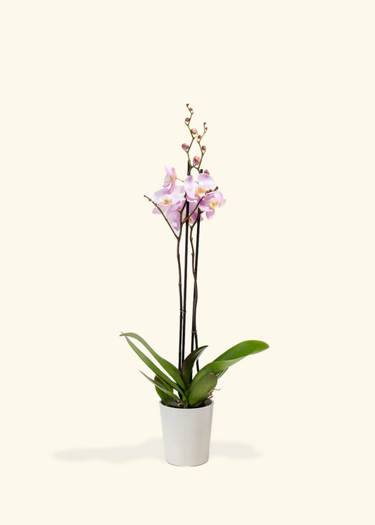 Light Pink Orchid, Medium