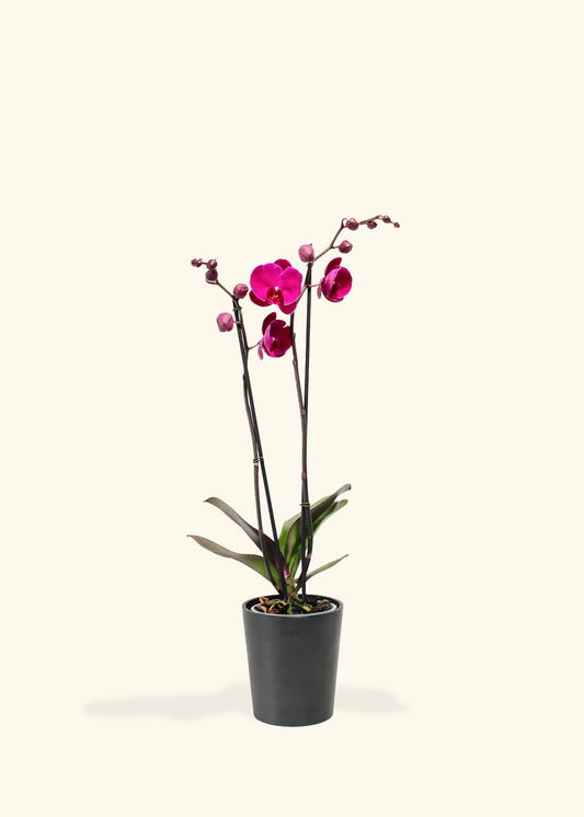 Purple Orchid, Medium