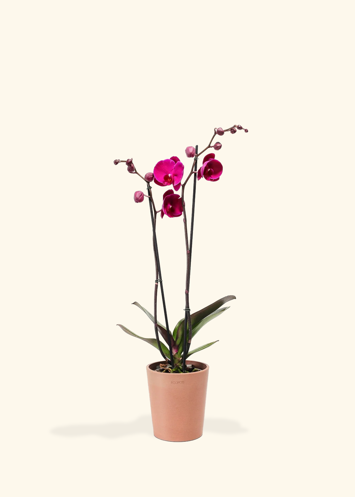 Purple Orchid, Medium