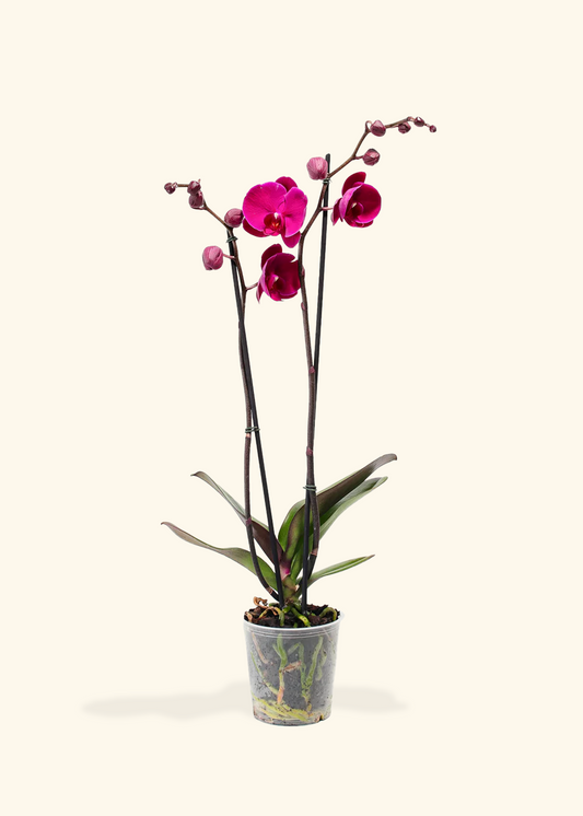 Purple Orchid, Medium