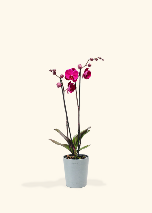 Purple Orchid, Medium