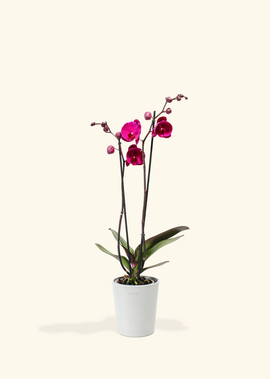 Purple Orchid, Medium