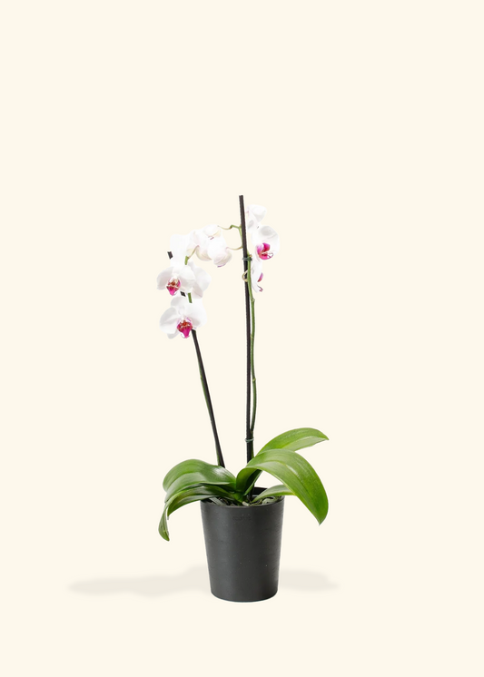Red Lip Moth Orchid, Medium