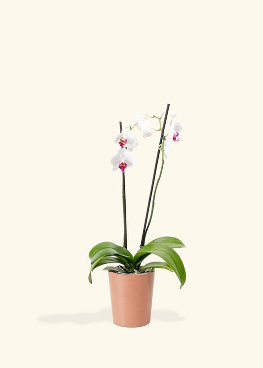 Red Lip Moth Orchid, Medium