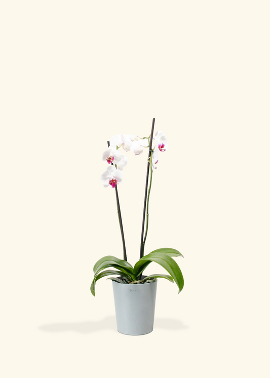 Red Lip Moth Orchid, Medium