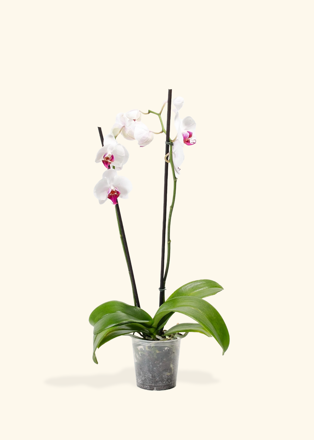 Red Lip Moth Orchid, Medium