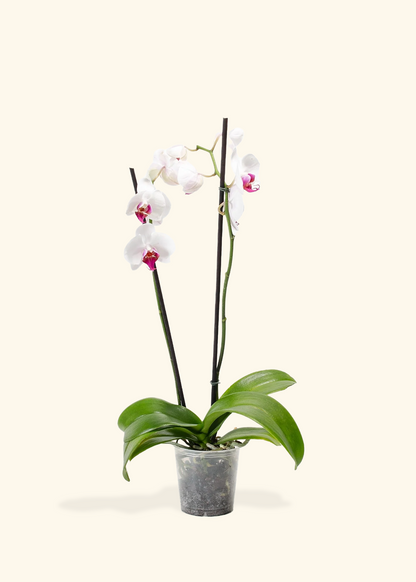 Red Lip Moth Orchid, Medium
