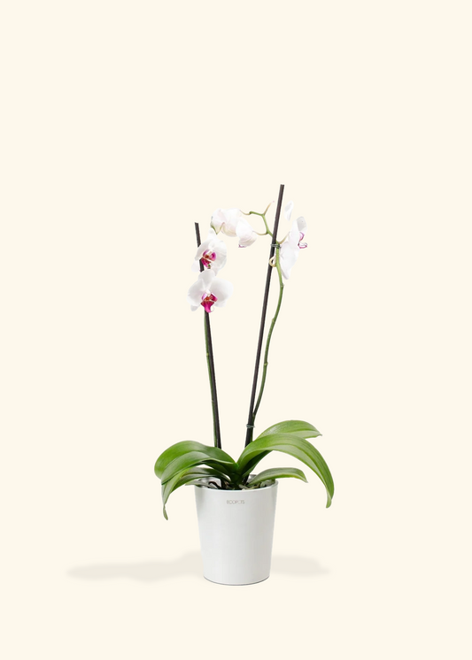 Red Lip Moth Orchid, Medium