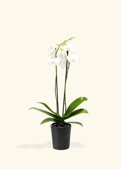 Red Lip Moth Orchid, Medium