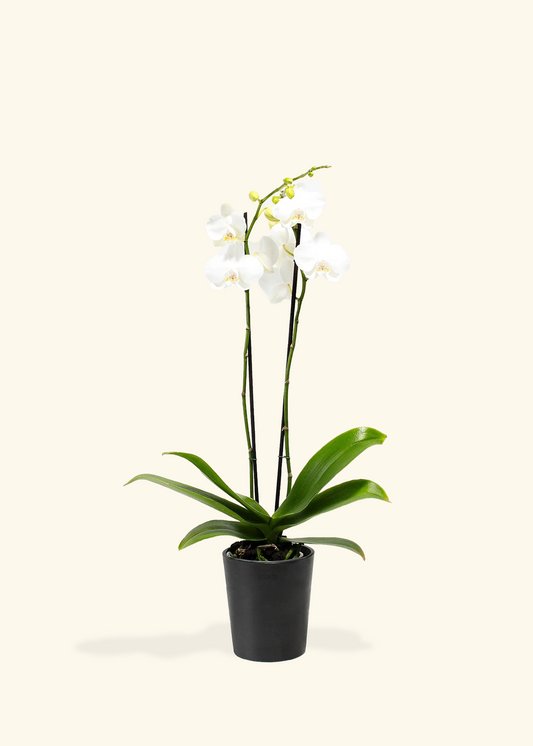 White Orchid, Medium
