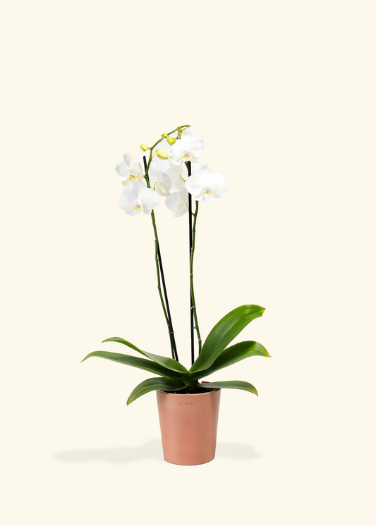 White Orchid, Medium
