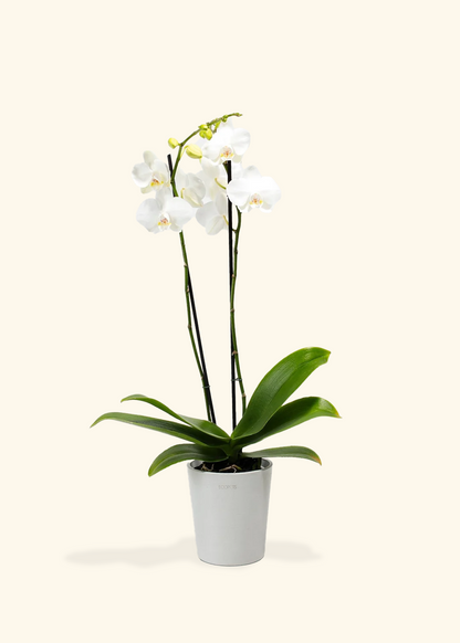 Red Lip Moth Orchid, Medium