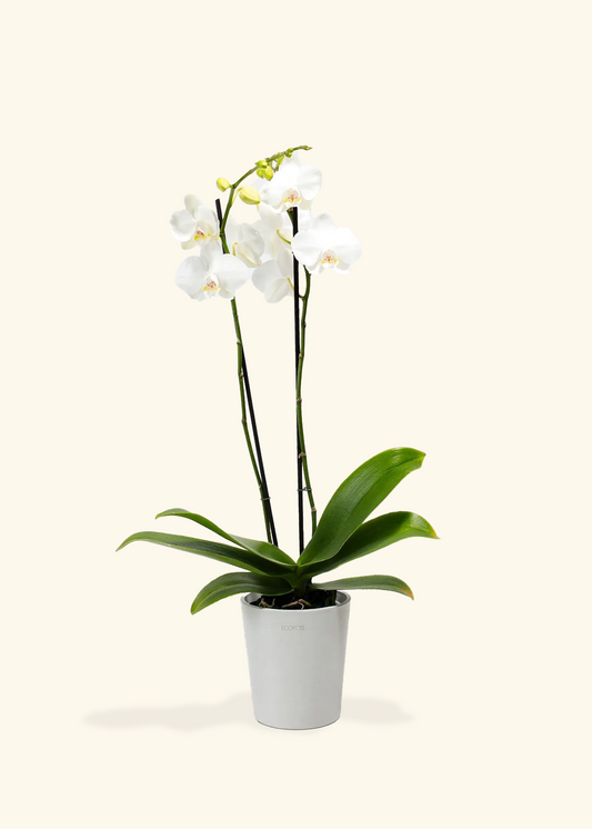 White Orchid, Medium