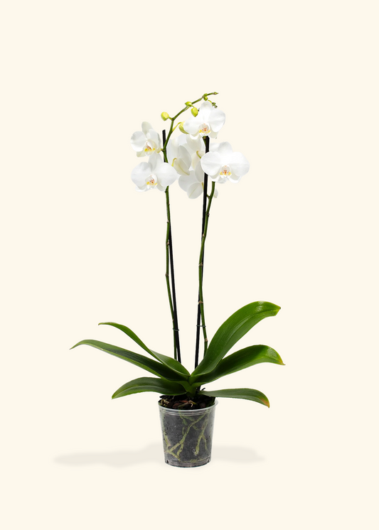 White Orchid, Medium
