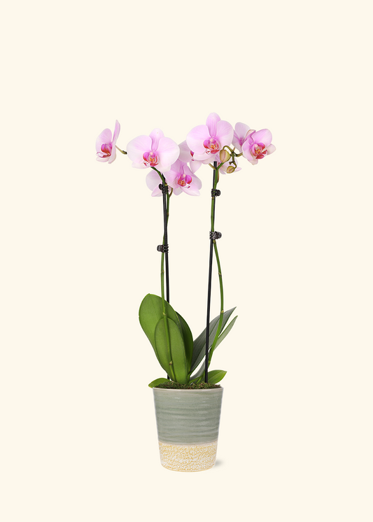 Light Pink Orchid