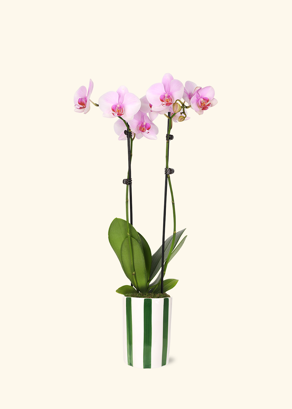 Light Pink Orchid