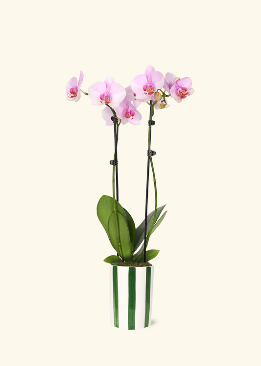 Light Pink Orchid