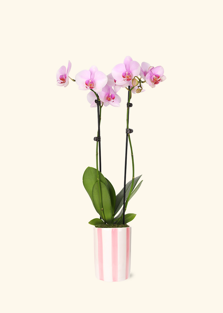 Light Pink Orchid