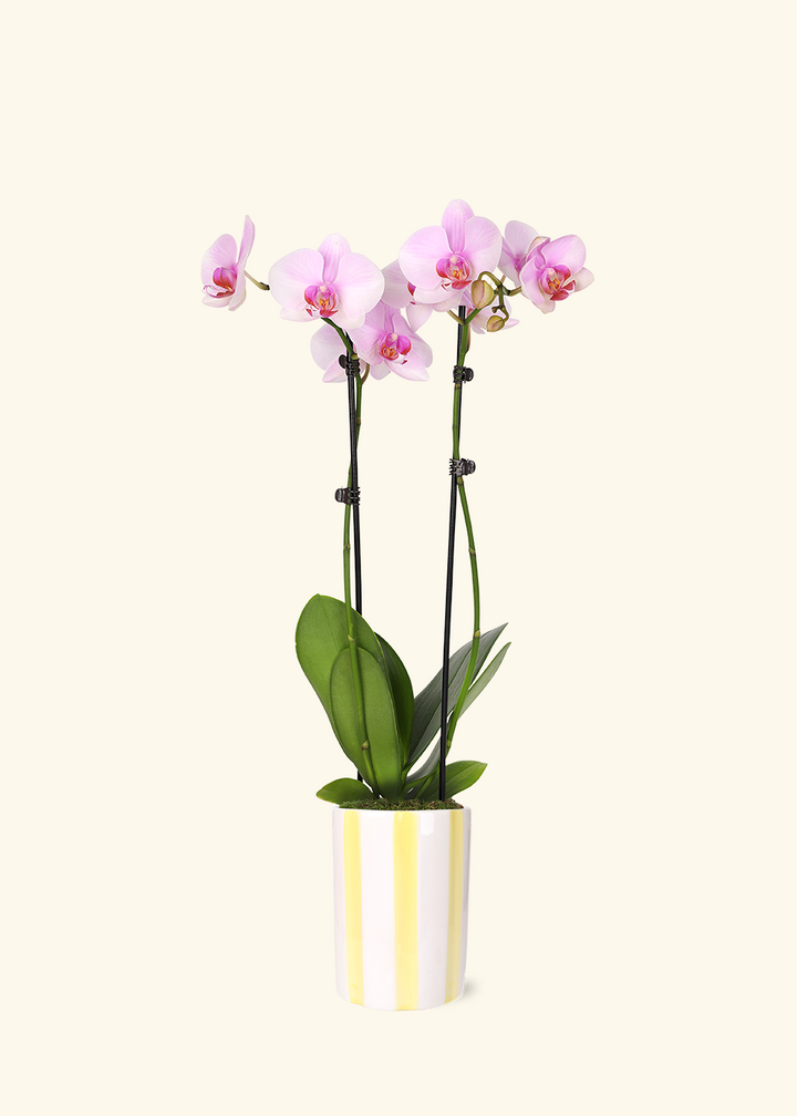 Light Pink Orchid
