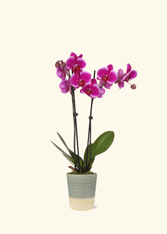 Purple Orchid