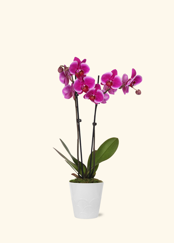 Purple Orchid