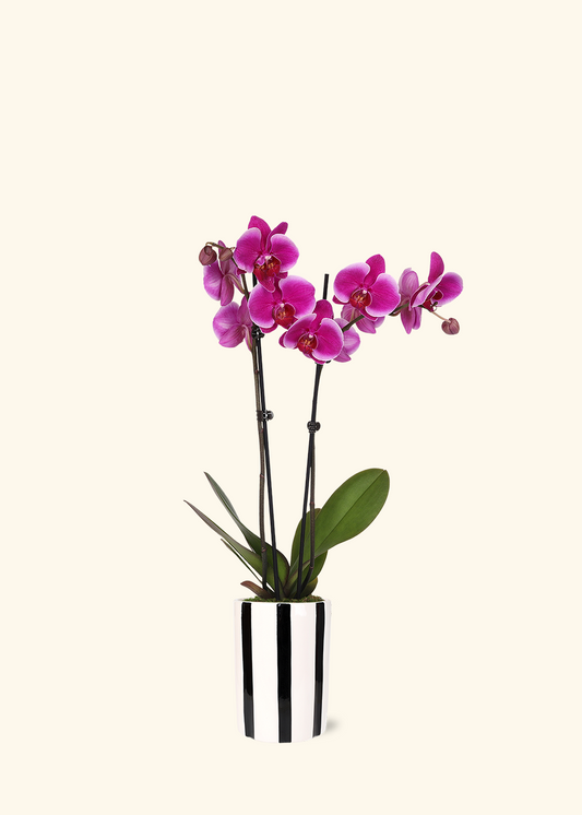 Purple Orchid