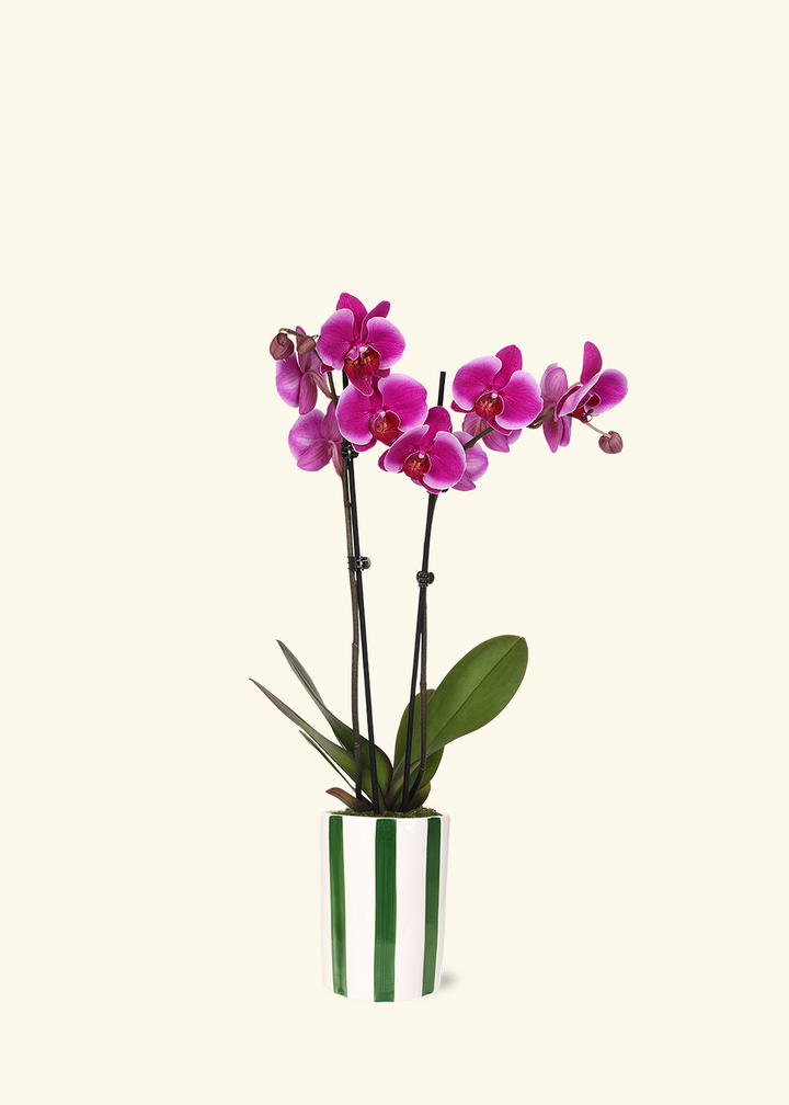 Purple Orchid