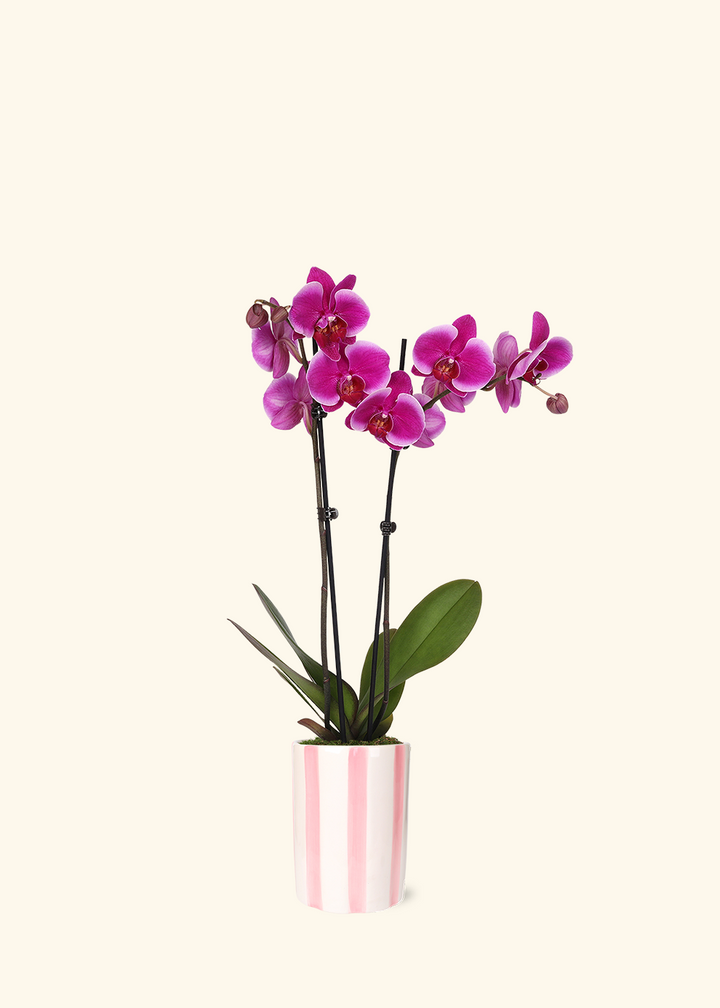 Purple Orchid